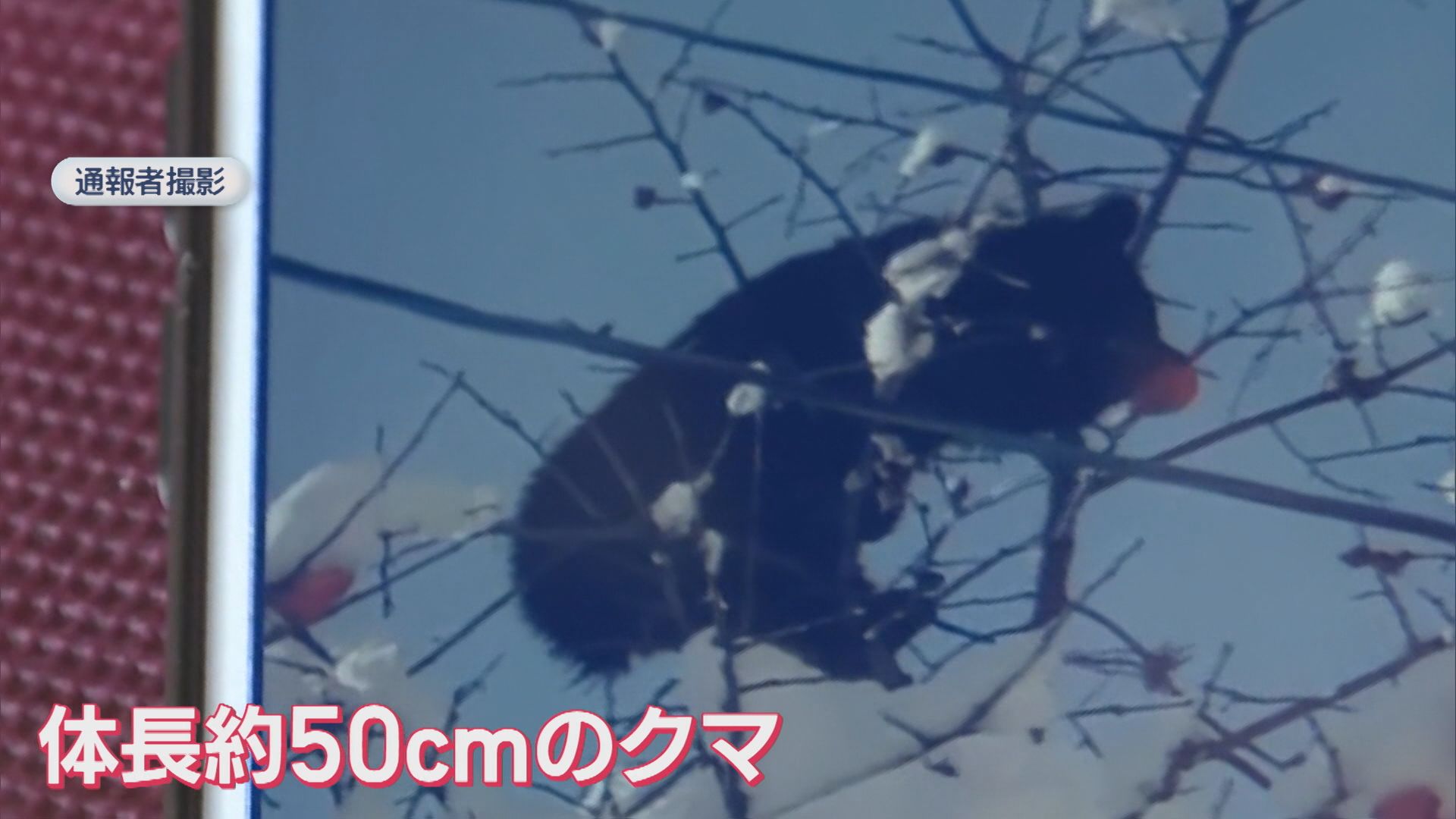 南魚沼市のスキー場近くにクマ出没 緊急銃猟で駆除【新潟】 2025年12月15日(月)