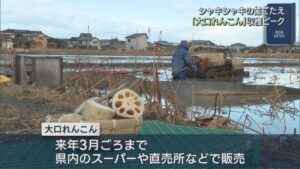 シャキシャキの歯ごたえ！穴の開いた形から先が見通せる縁起物「大口れんこん」出荷ピーク【新潟】 2025年12月16日(火)