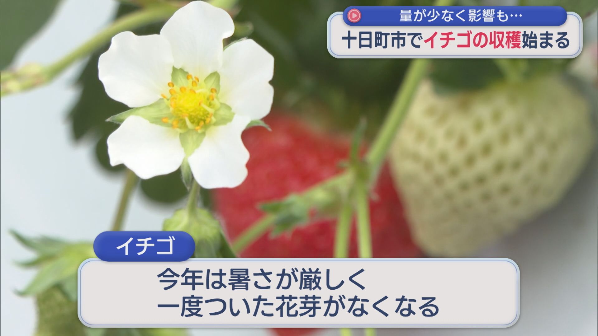 夏の暑さの影響も･･･「結構少ない」十日町市でイチゴの収穫始まる【新潟】 2025年12月16日(火)