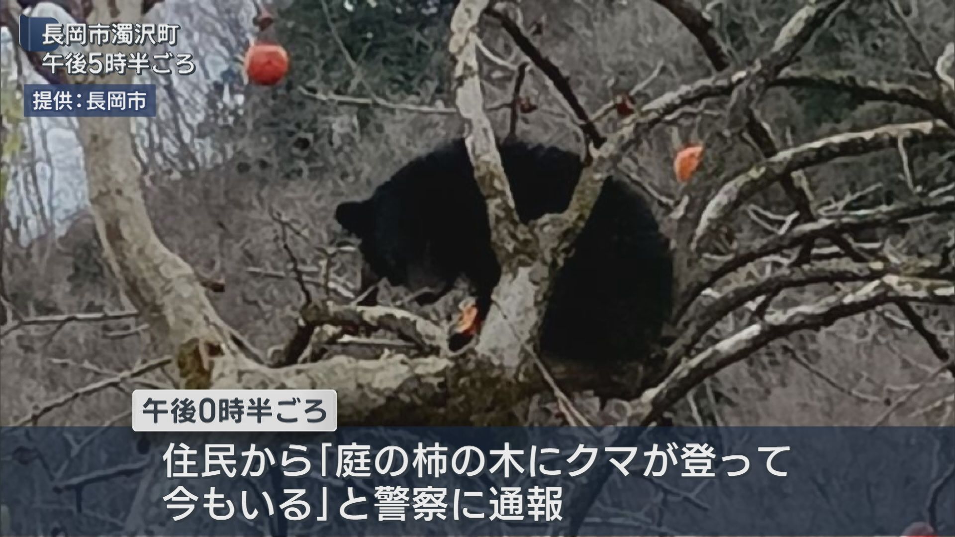 長岡市で初の「緊急銃猟」柿の木に体長約70cmのクマを駆除【新潟】 2025年12月16日(火)
