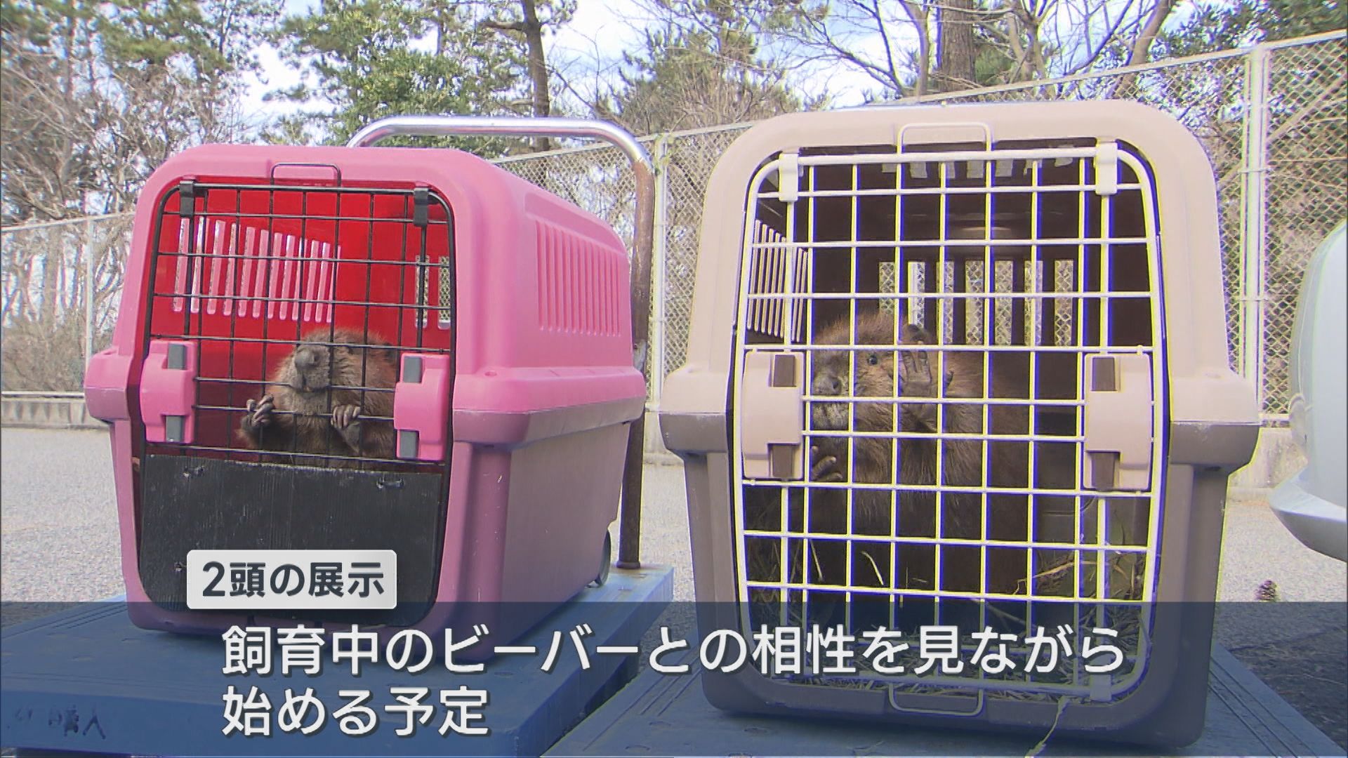 マリンピア日本海に小さくて可愛い「アメリカビーバー」2頭が仲間入り【新潟】 2025年12月23日(火)