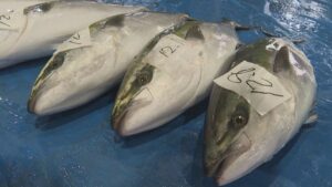 不漁が続く寒ブリ　久しぶりのまとまった水揚げ【佐渡市】 2025年12月28日(日)