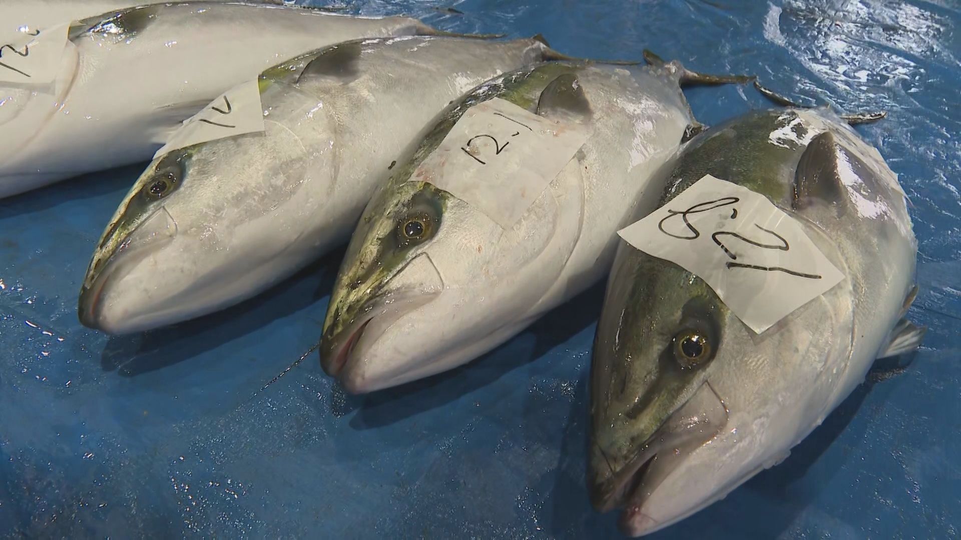 不漁が続く寒ブリ　久しぶりのまとまった水揚げ【佐渡市】 2025年12月28日(日)