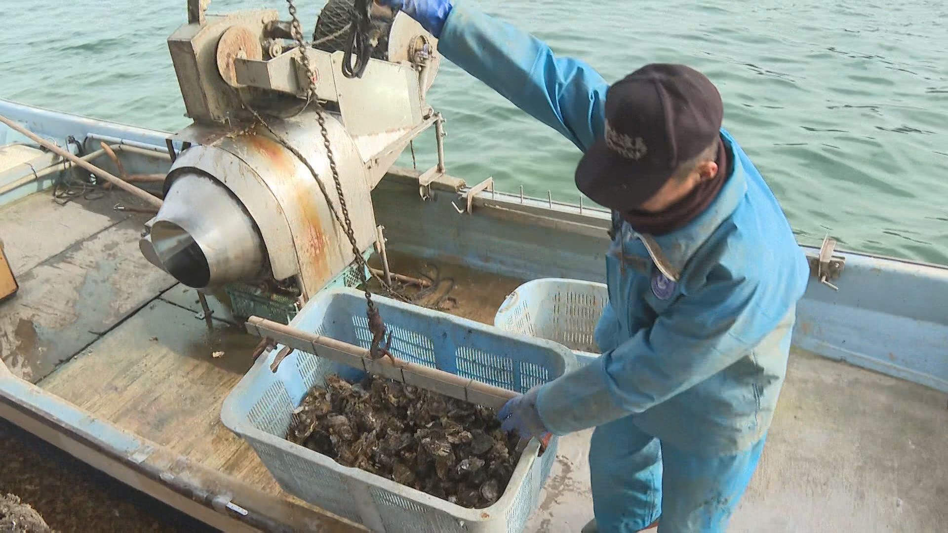 身がふっくら！佐渡市加茂湖のカキ　水揚げ始まる【新潟】 2025年12月30日(火)