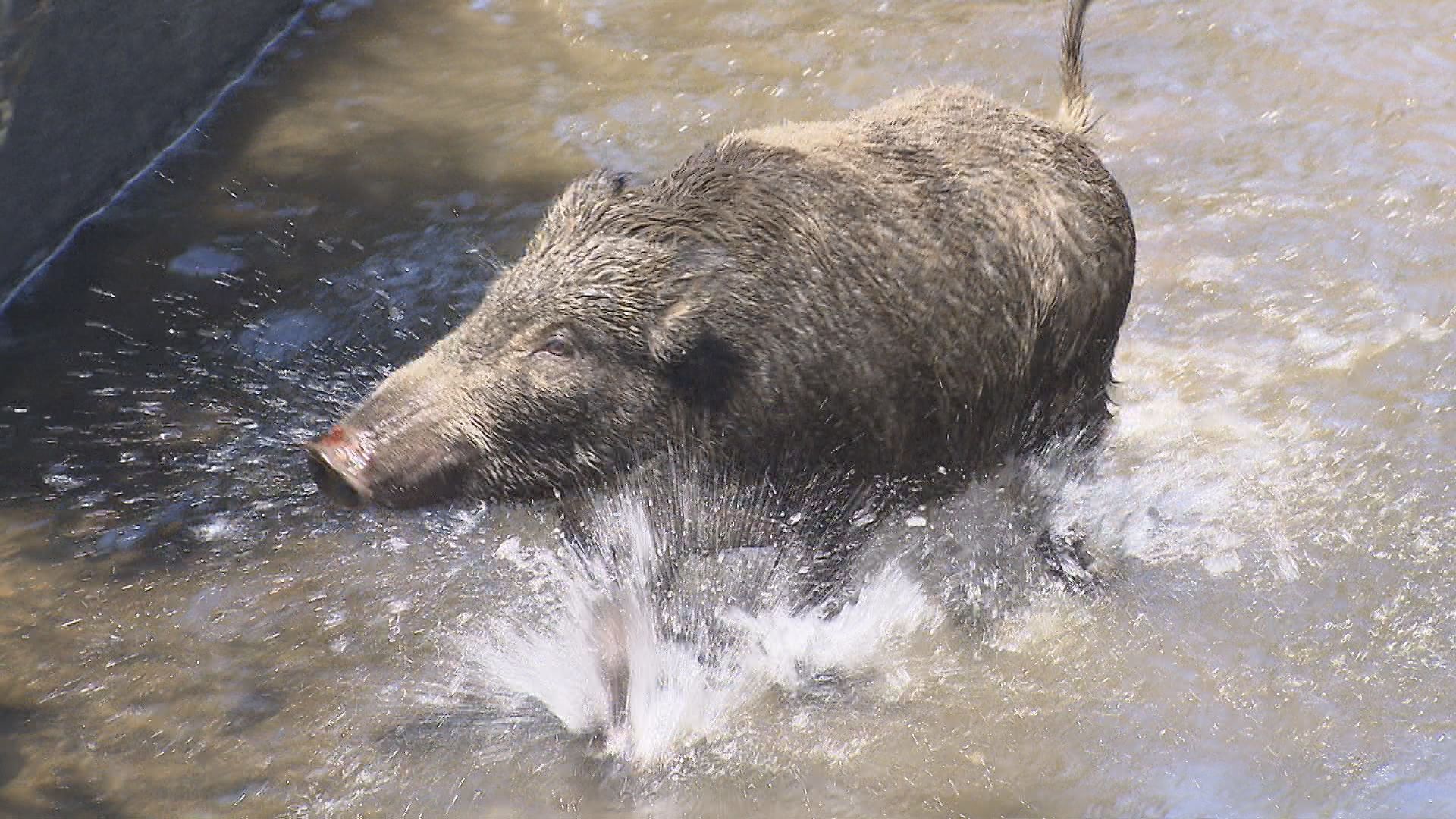 湯沢町や新潟市秋葉区でイノシシの目撃相次ぐ、注意呼びかけ【新潟】 2026年01月16日(金)