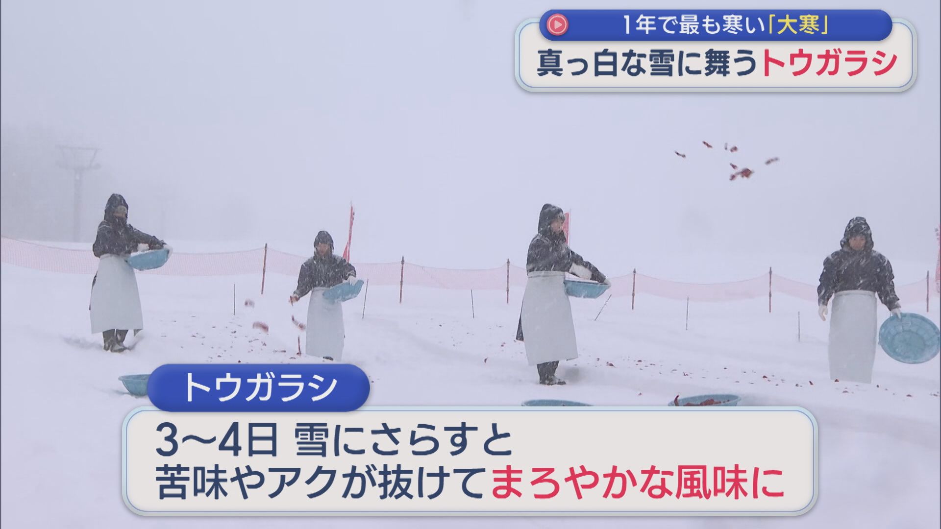 「おいしくなーれー」真っ白な雪に舞う 真っ赤なトウガラシ！苦味など抜けまろやかな風味に【新潟･妙高市】 2026年01月20日(火)