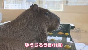 ゆず湯でまったり…人気のカピバラ「ゆうじろう」死ぬ  新潟市動物ふれあいセンターで飼育【新潟】 2026年01月25日(日)