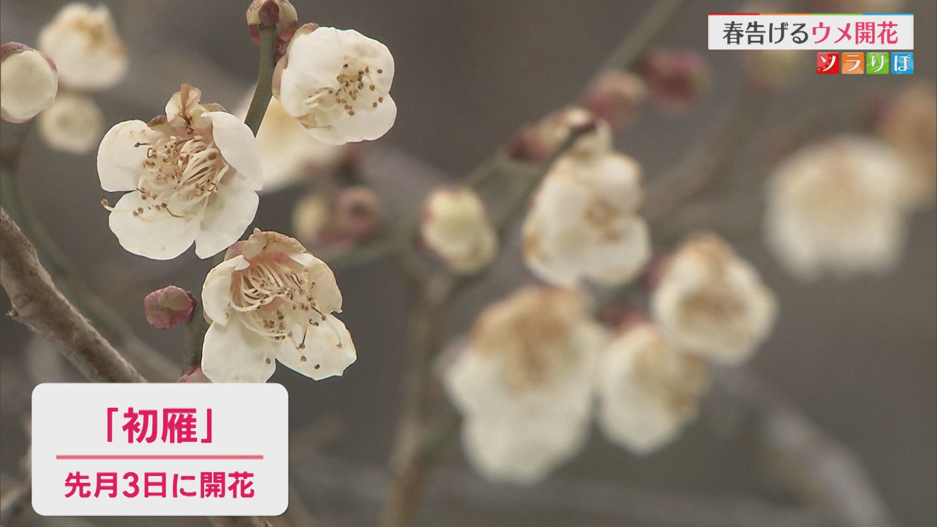 小さな春見つけた 冷たい雪の上に春告げる「ウメ」開花【新潟】 2026年02月04日(水)