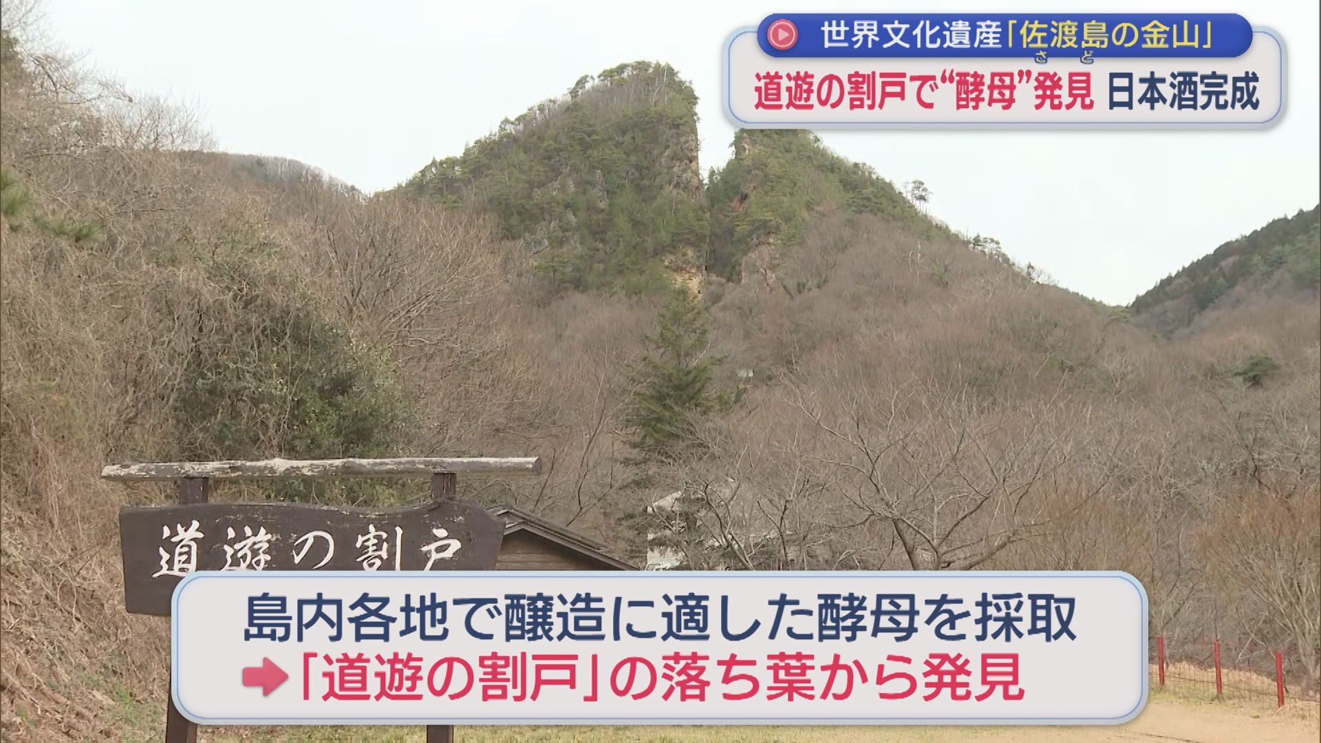 佐渡島の金山「道遊の割戸」の落ち葉から “酵母”発見、島内5つの酒蔵連携し日本酒完成【新潟･佐渡市】 2026年03月03日(火)