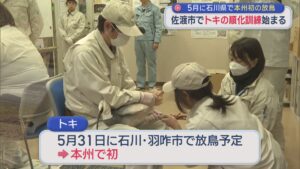5月に石川県で本州初の放鳥に向け 佐渡市で「トキ」の順化訓練はじまる【新潟･佐渡市】 2026年03月03日(火)