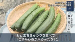 みずみずしい甘さと柔らかさが特徴、燕市のブランド野菜「もとまちきゅうり」出荷順調【新潟】 2026年03月13日(金)
