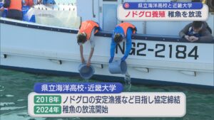 県立海洋高校と近畿大学が「ノドグロ」養殖 糸魚川市の海へ稚魚を放流【新潟】 2026年03月17日(火)