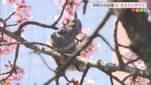 早咲きの品種「オオカンザクラ」小学校で見ごろ迎える【新潟】 2026年03月17日(火)