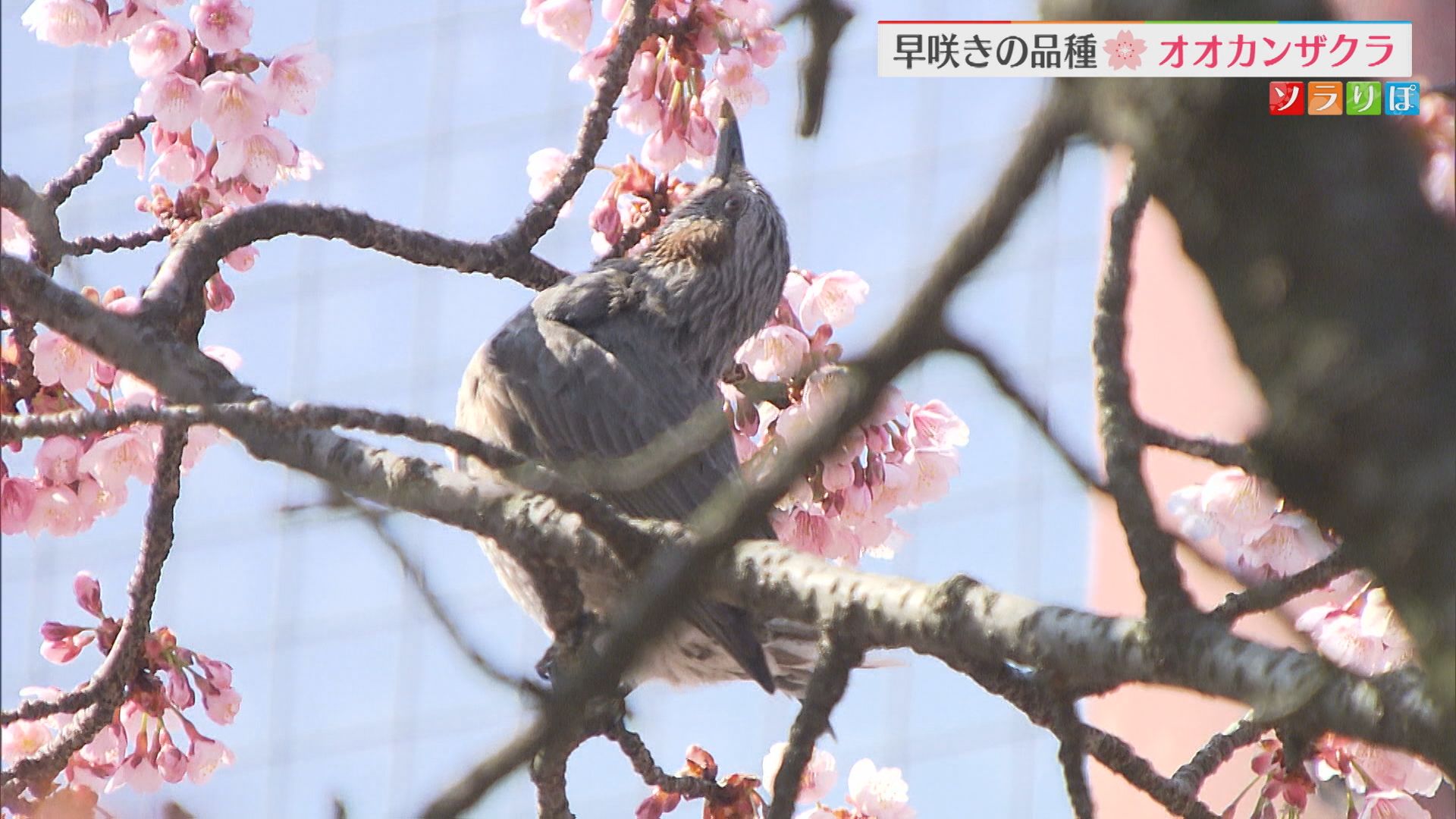 早咲きの品種「オオカンザクラ」小学校で見ごろ迎える【新潟】