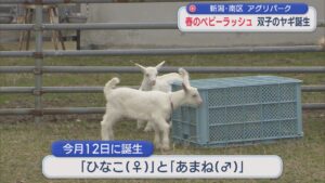春のベビーラッシュ！「もふもふでかわいい」アグリパークで双子のヤギ誕生【新潟】 2026年03月23日(月)