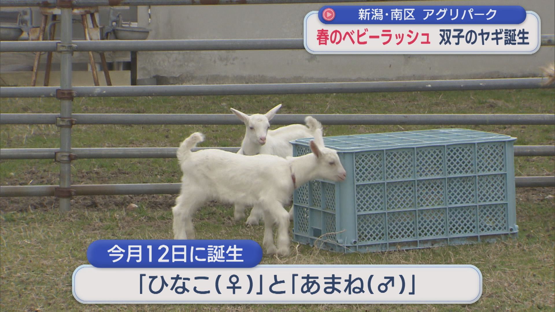 春のベビーラッシュ！「もふもふでかわいい」アグリパークで双子のヤギ誕生【新潟】 2026年03月23日(月)