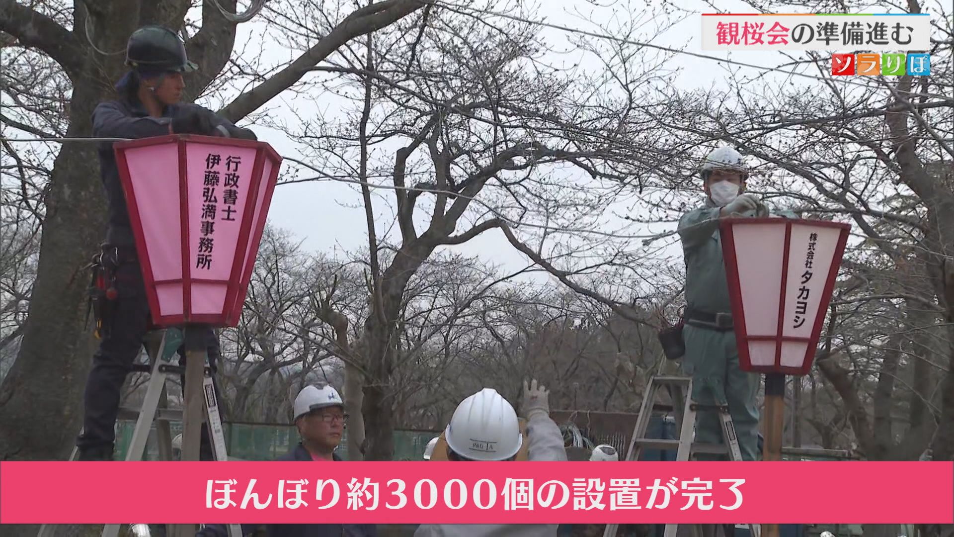 日本三大夜桜として知られる高田城址公園「観桜会」の準備すすむ【新潟･上越市】