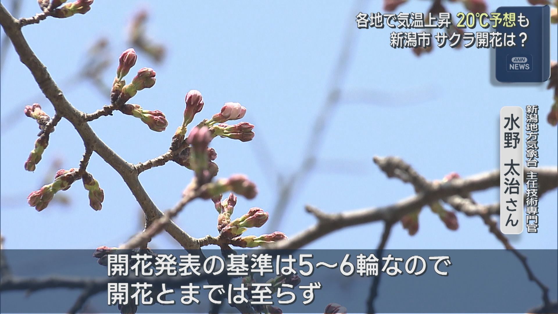 新潟市のサクラの開花は？このあとも各地で気温上昇 20℃超えの予想のところも【新潟】 2026年03月30日(月)