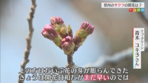 待ち遠しいサクラの開花･･･各地の開花状況は？最新の開花予想も【新潟】 2026年03月30日(月)