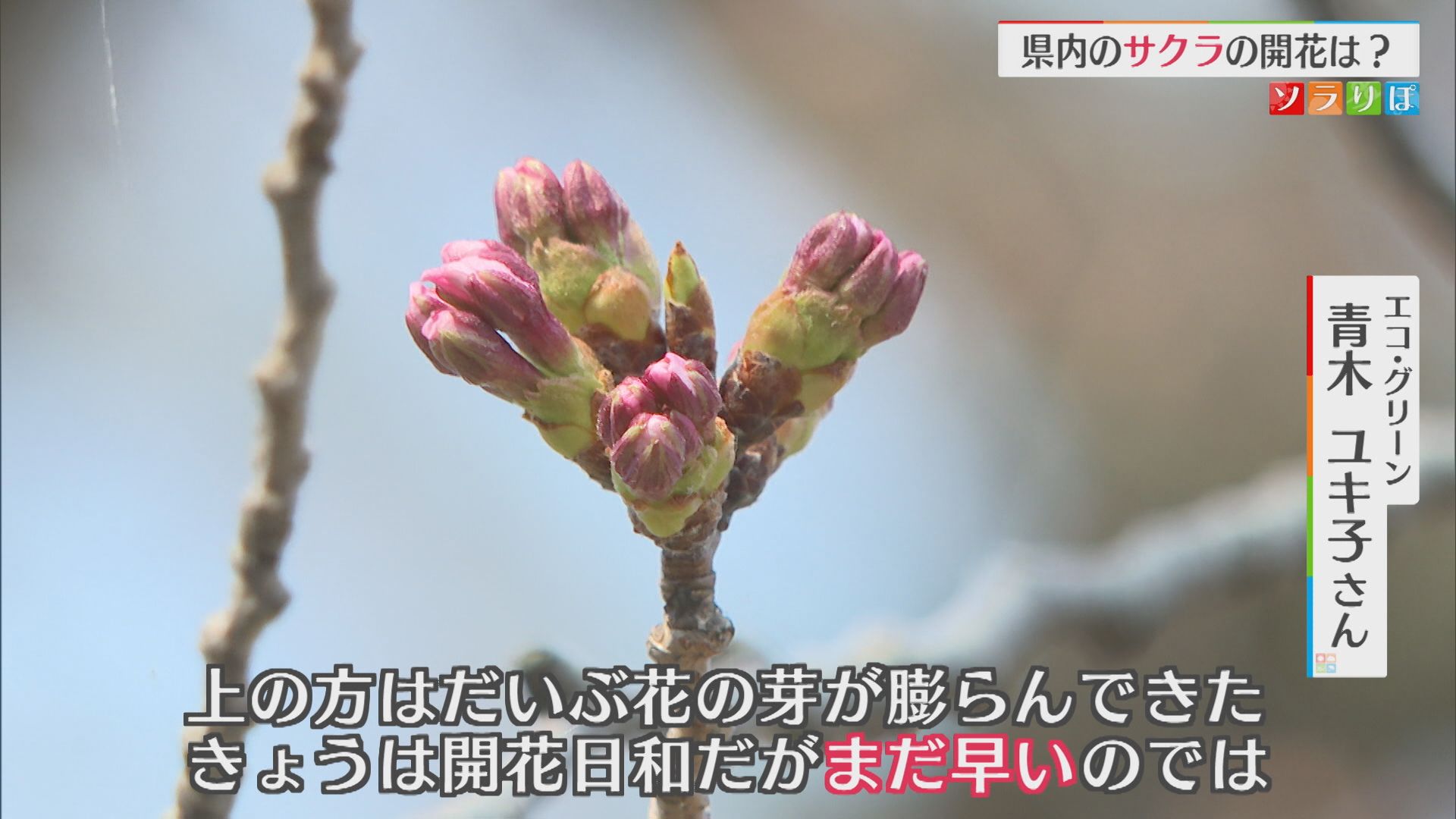 待ち遠しいサクラの開花･･･各地の開花状況は？最新の開花予想も【新潟】 2026年03月30日(月)