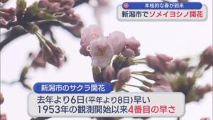 新潟市でソメイヨシノ開花 1953年の観測開始以来4番目の早さ【新潟】 2026年03月31日(火)
