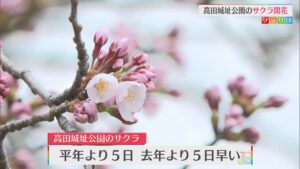 高田城址公園のサクラ開花！「お花見の時期にぴったり」観桜会は3日から始まる【新潟･上越市】 2026年04月01日(水)
