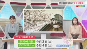 2日も雨･･･今日よりもヒンヤリ、最新のサクラ満開予想も【気象予報士が解説｜新潟】 2026年04月01日(水)