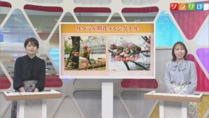 3日はポカポカ陽気で サクラの開花が進みそう【気象予報士が解説｜新潟】 2026年04月02日(木)