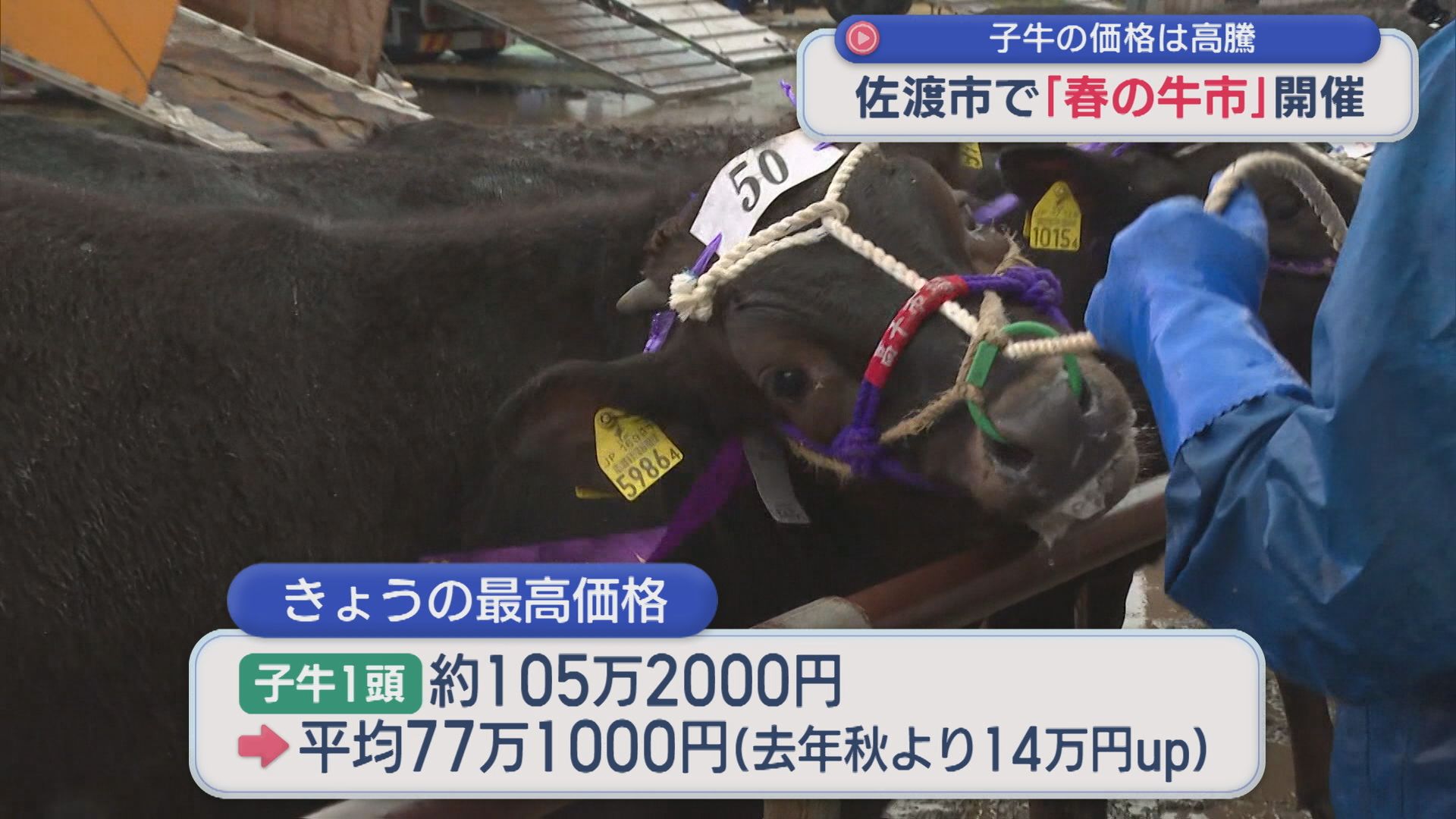 佐渡市で「春の牛市」開催、最高価格は105.2万円！子牛の価格高騰【新潟】 2026年04月02日(木)