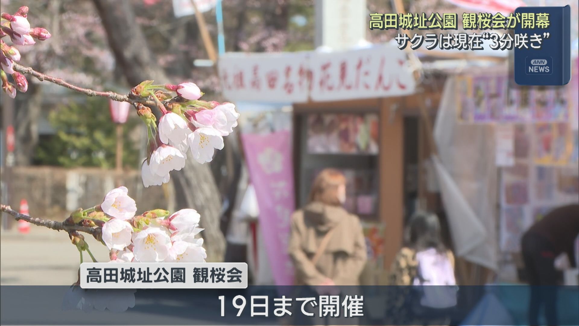 日本三大夜桜で知られる高田城址公園で「観桜会」開幕、サクラは現在3分咲き【新潟･上越市】 2026年04月03日(金)