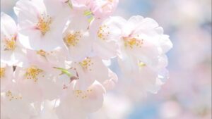 【速報】新潟市でサクラ満開と発表、2025年より6日早い満開に【新潟】 2026年04月03日(金)