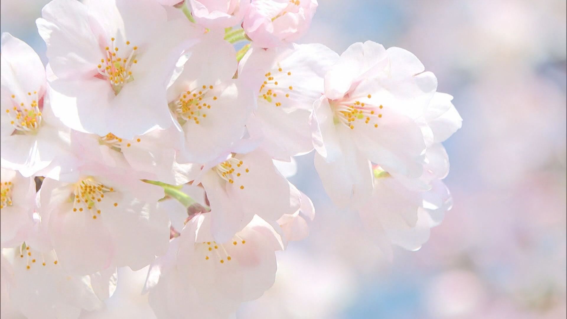 【速報】新潟市でサクラ満開と発表、2025年より6日早い満開に【新潟】 2026年04月03日(金)