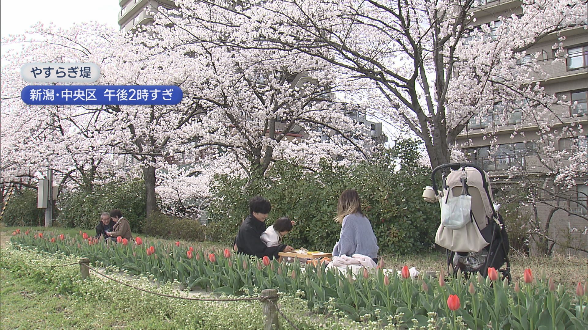 春の陽気「めちゃくちゃ楽しい！」サクラは満開！新潟市の名所は家族連れなどでにぎわう【新潟】 2026年04月05日(日)