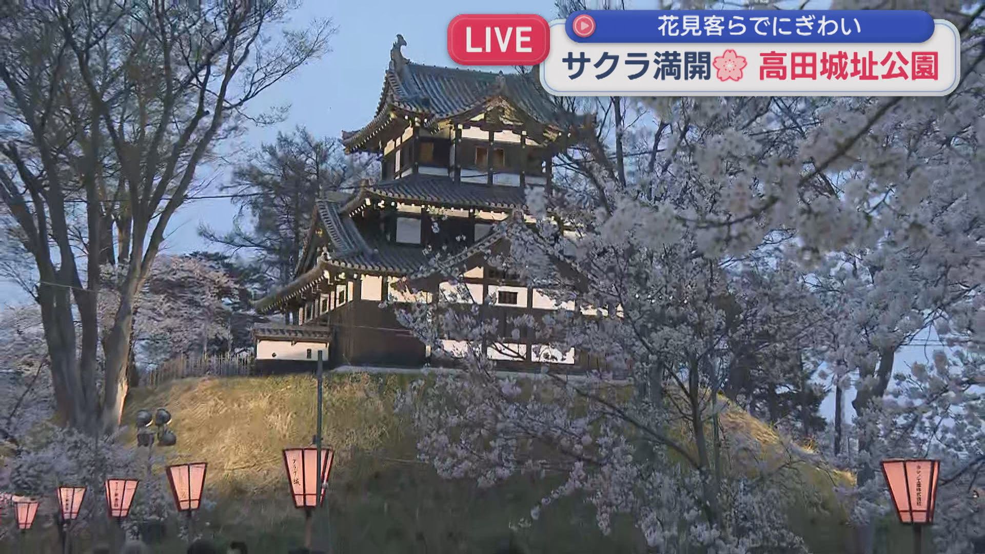【中継｜高田城址公園】4000本のサクラ満開！花見客らでにぎわう【新潟･上越市】 2026年04月06日(月)