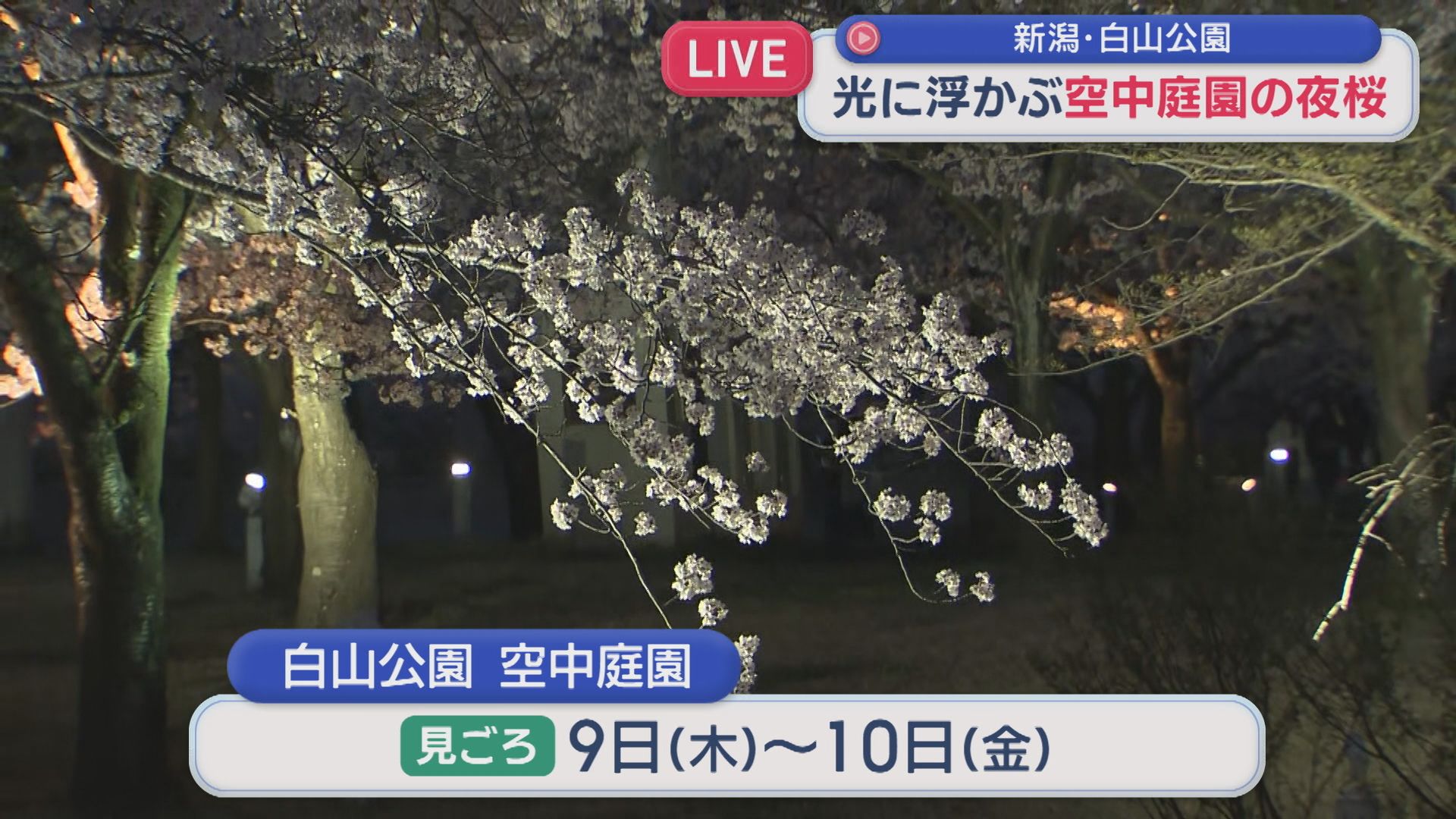 【中継｜白山公園】雨上がり･･･光に浮かぶ空中庭園の夜桜【新潟】 2026年04月07日(火)