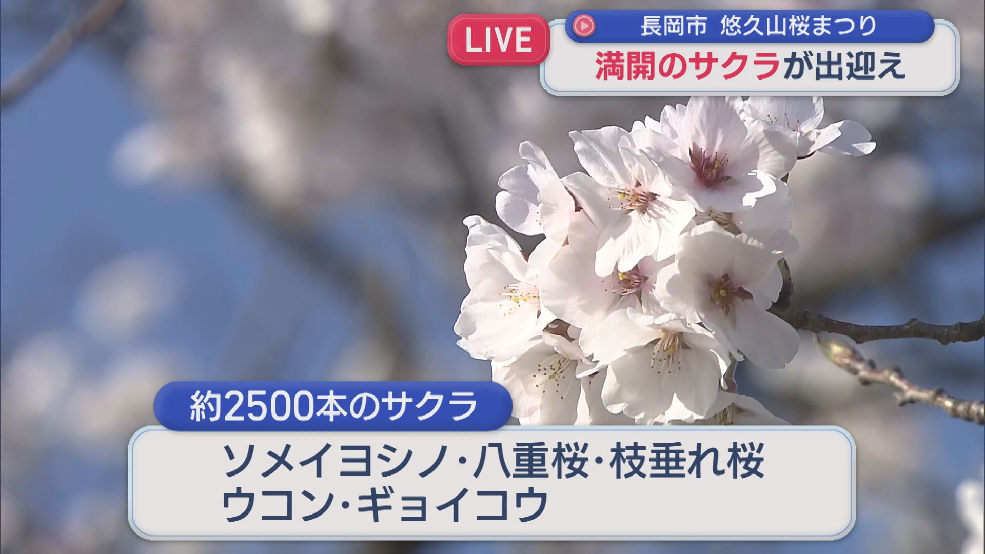 【中継｜悠久山公園】開花状況は？ソメイヨシノに八重桜など 約2500本のサクラが出迎え【新潟･長岡市】 2026年04月08日(水)