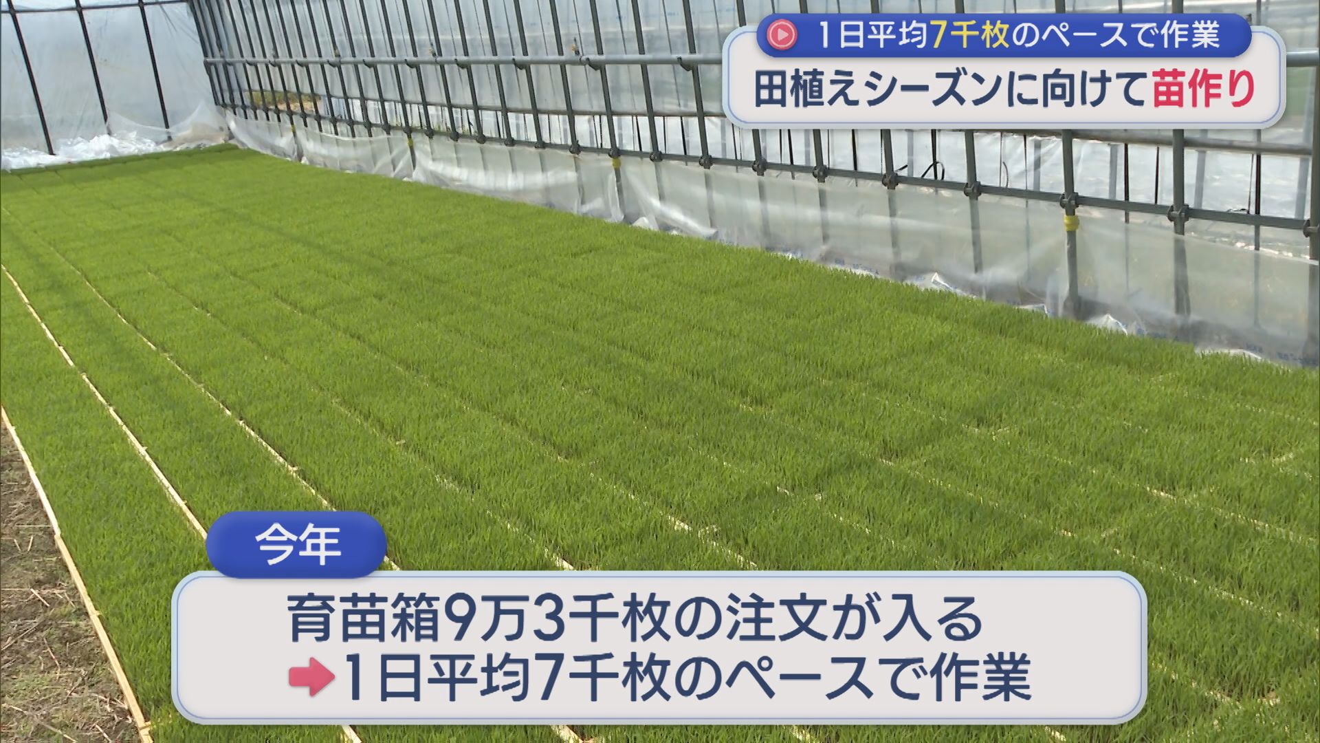 田植えシーズンに向けて苗作り 1日平均7000枚ペースで作業【新潟】 2026年04月08日(水)