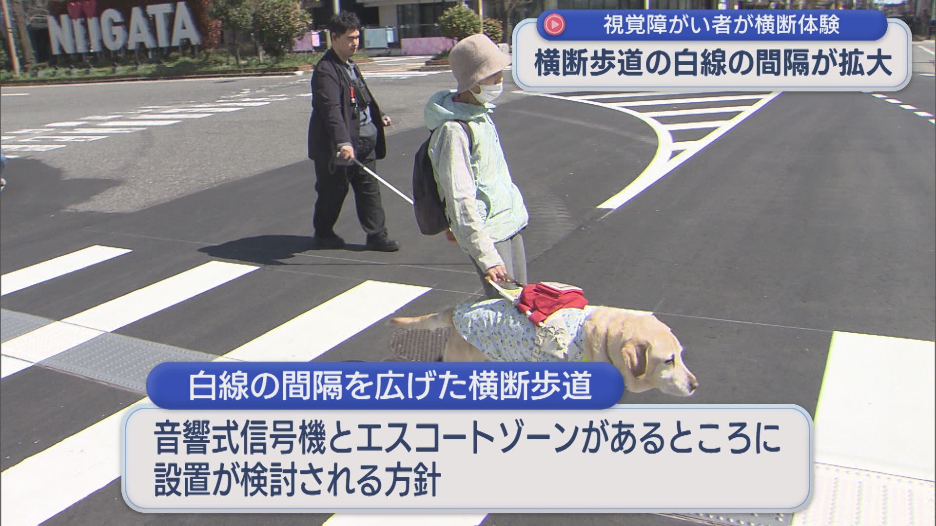 白線の間隔を広げた横断歩道を視覚障がい者が体験、白線の間隔を最大90cmまで拡大可能に【新潟】 2026年04月08日(水)
