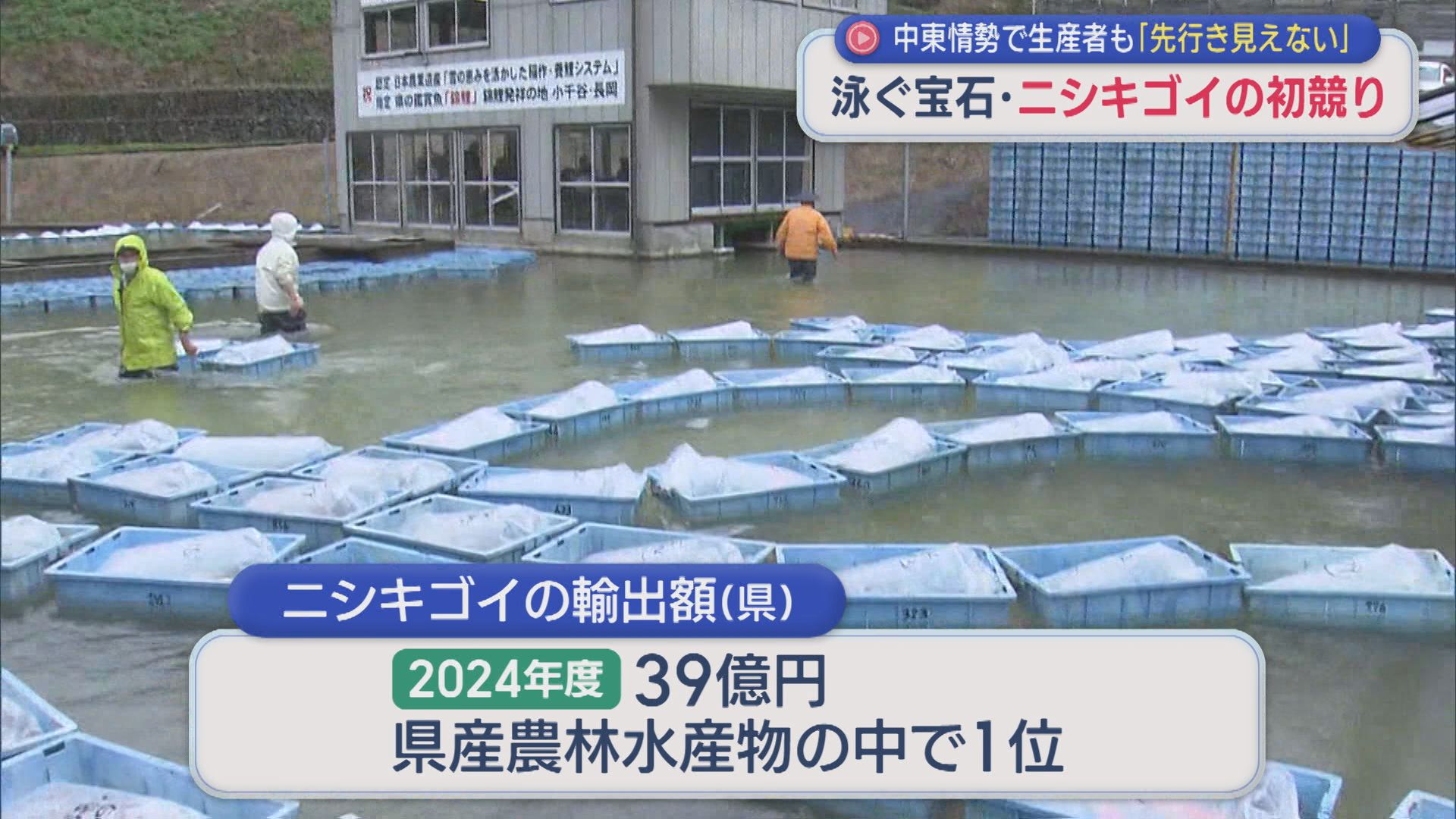 泳ぐ宝石「ニシキゴイ」の初競り 生産者は中東情勢の影響不安視【新潟】 2026年04月10日(金)