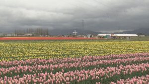 五泉市チューリップまつり開幕【新潟】 2026年04月12日(日)