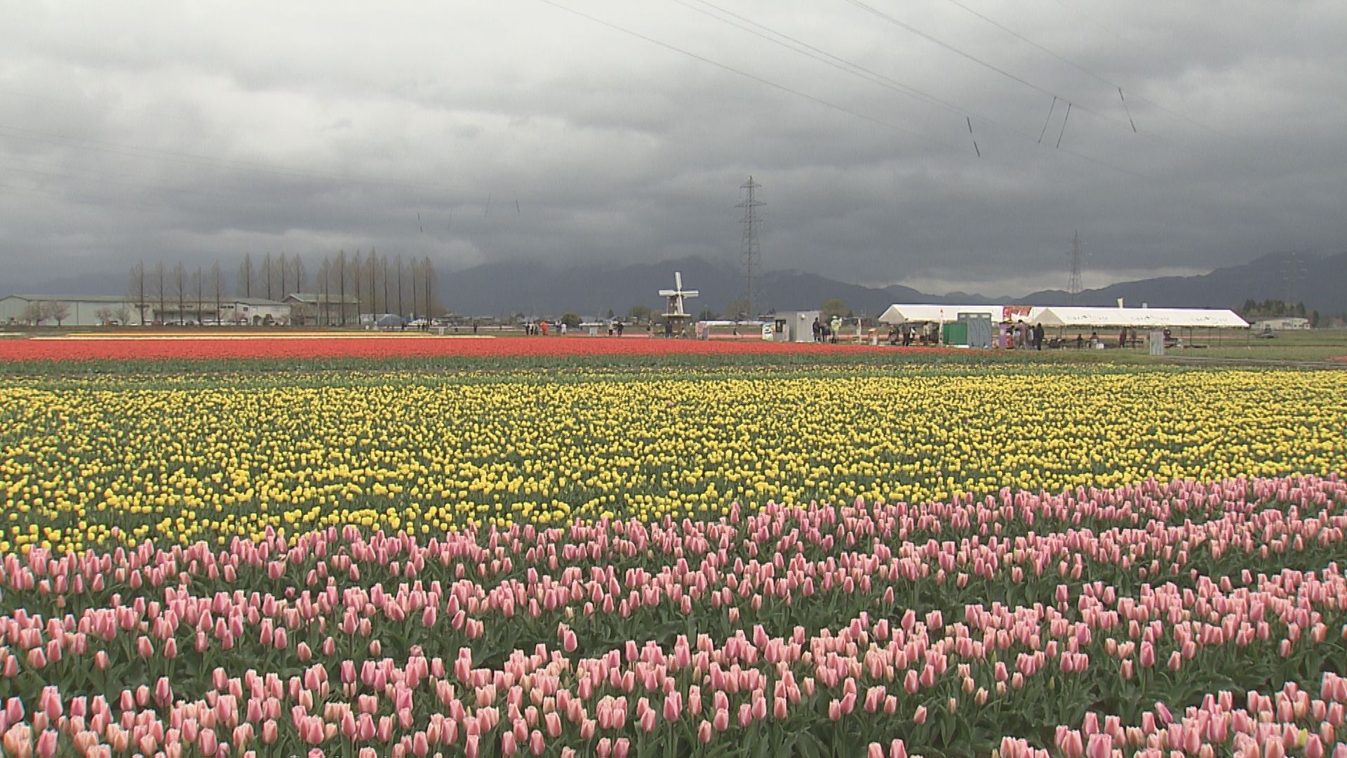 五泉市チューリップまつり開幕【新潟】