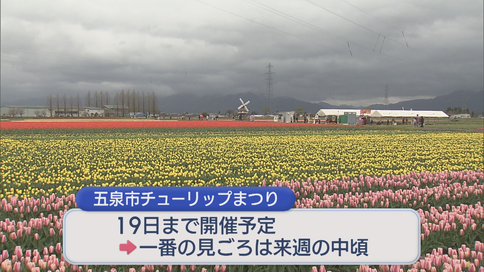 約100万本のチューリップ「五泉市チューリップまつり」開幕【新潟】 2026年04月12日(日)