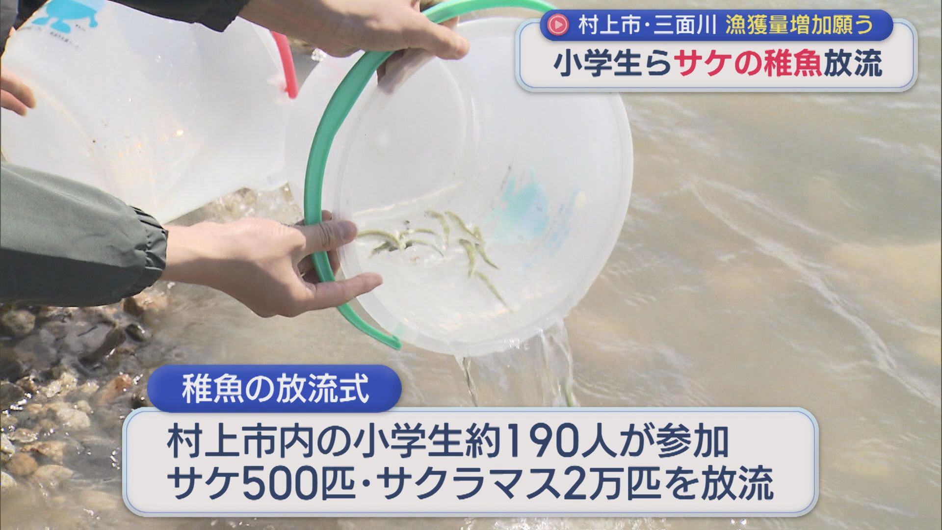 村上市･三面川の漁獲量は激減･･･小学生らがサケの稚魚を放流「元気に育って帰ってきてね」【新潟】 2026年04月13日(月)