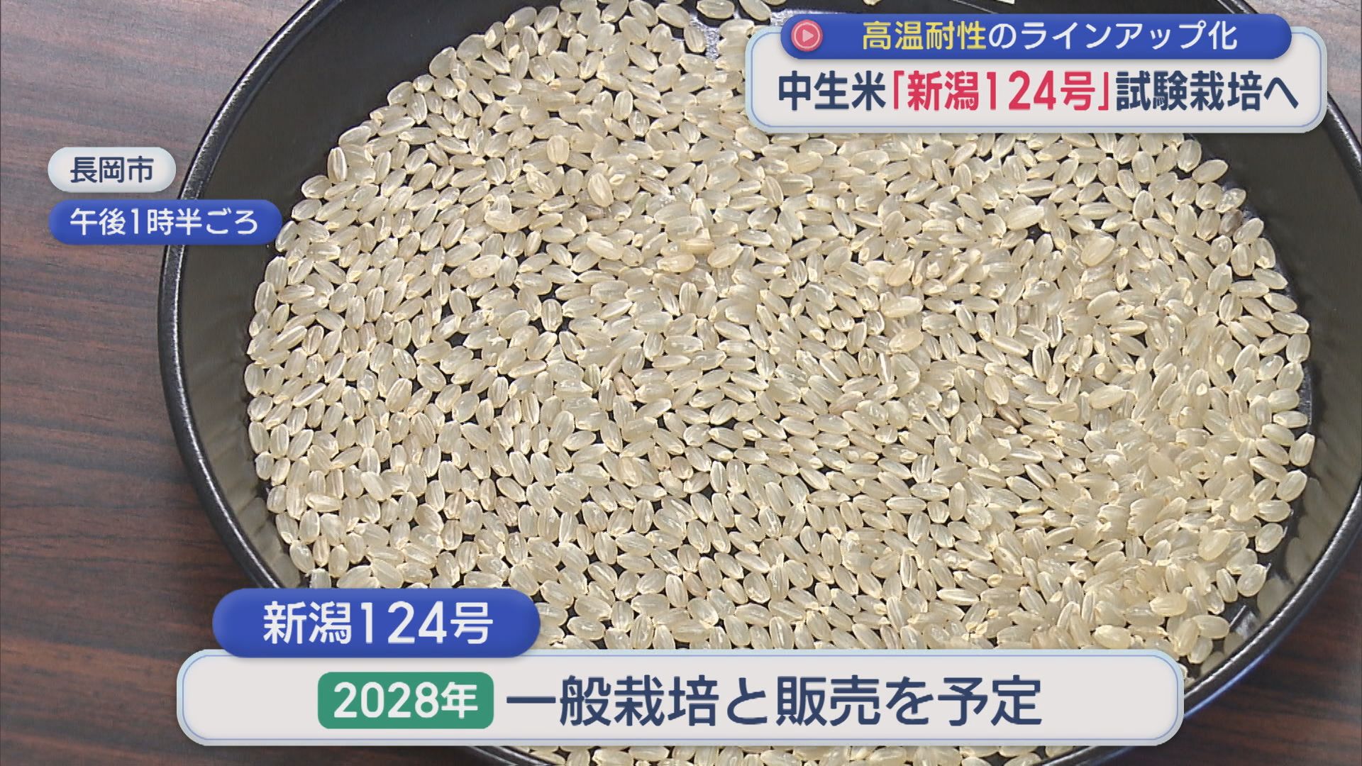 コシヒカリと同じ中生の新品種「新潟124号」試験栽培へ 高温耐性のラインアップ化【新潟･五泉市】 2026年04月13日(月)