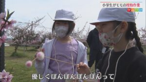 小学生が地元名産「モモ」の授粉作業体験、生産者らが出前授業【新潟】 2026年04月13日(月)