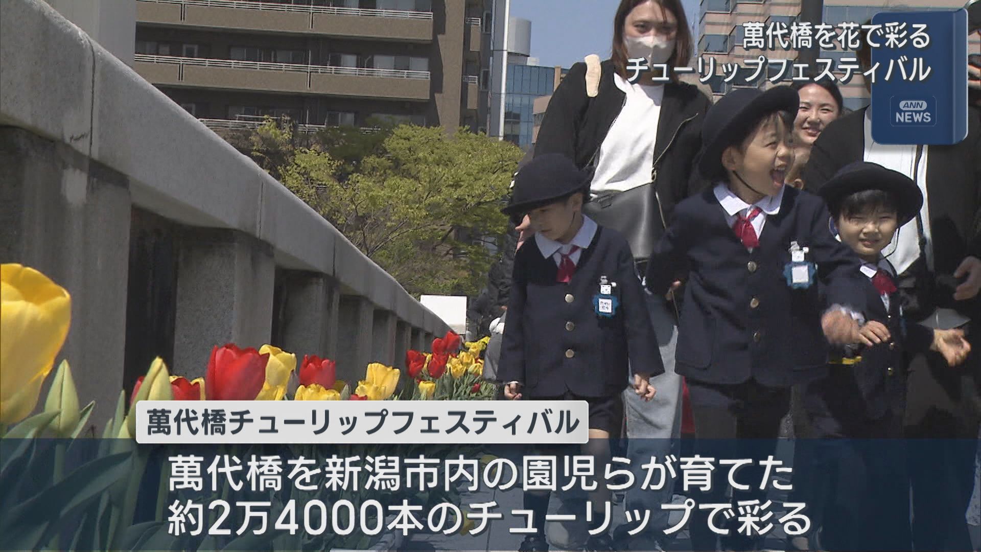 生育よくすでに満開！約2万4000本のチューリップが彩る「萬代橋チューリップフェスティバル」開幕【新潟】 2026年04月14日(火)