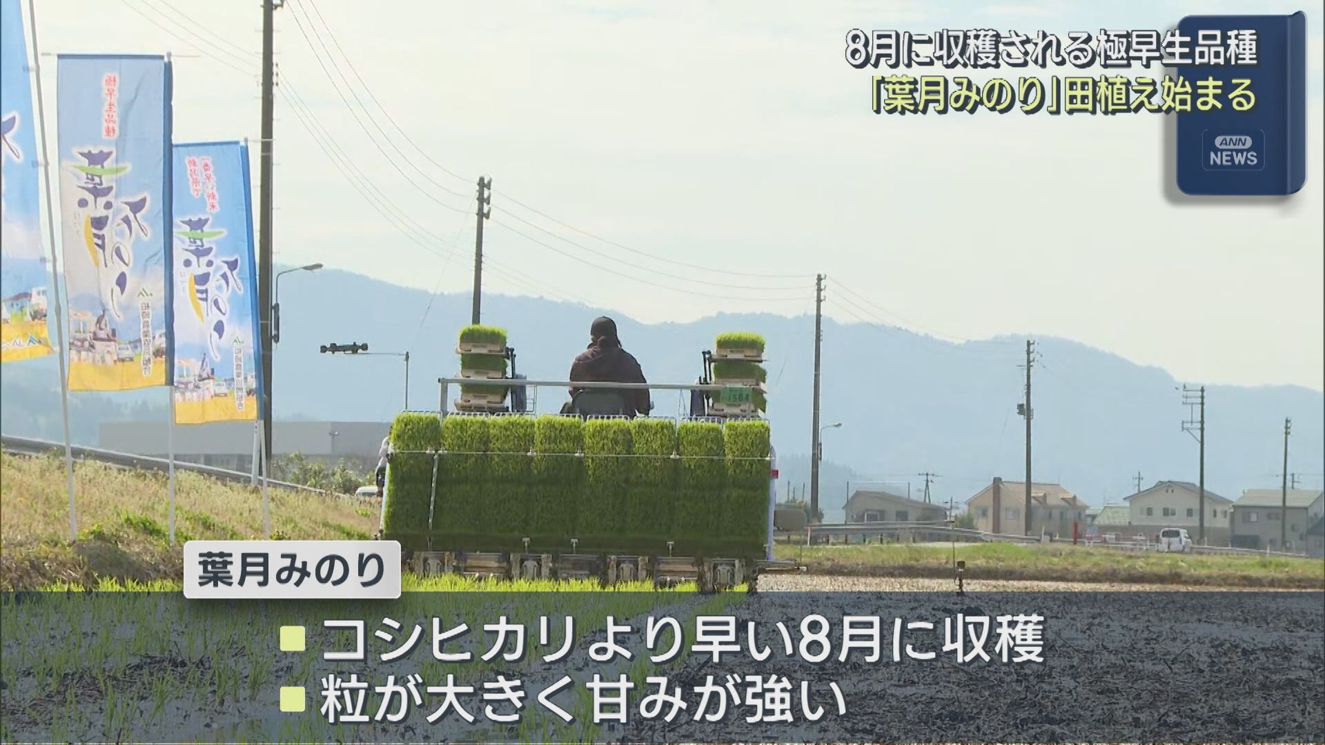 コシヒカリより早い8月に収獲の極早生品種「葉月みのり」田植え始まる【新潟･柏崎市】 2026年04月15日(水)