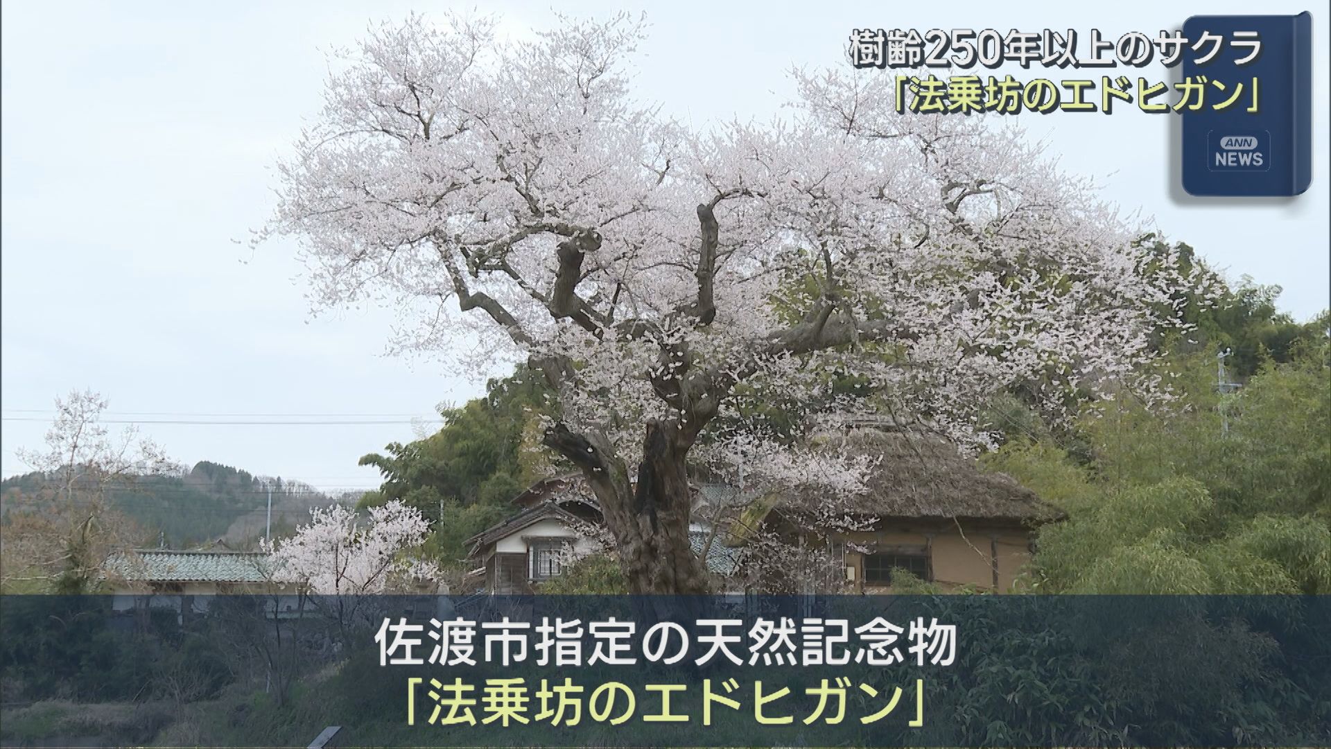 樹齢250年以上のサクラ「法乗坊のエドヒガン」咲き誇る、ライトアップ始まる【新潟･佐渡市】 2026年04月15日(水)