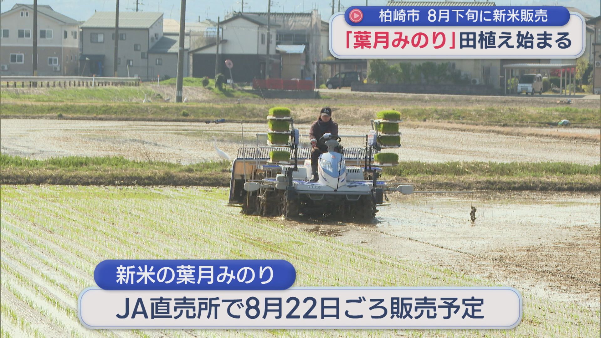 柏崎市で極早生品種『葉月みのり』田植え始まる、8月下旬に新米販売【新潟】 2026年04月15日(水)
