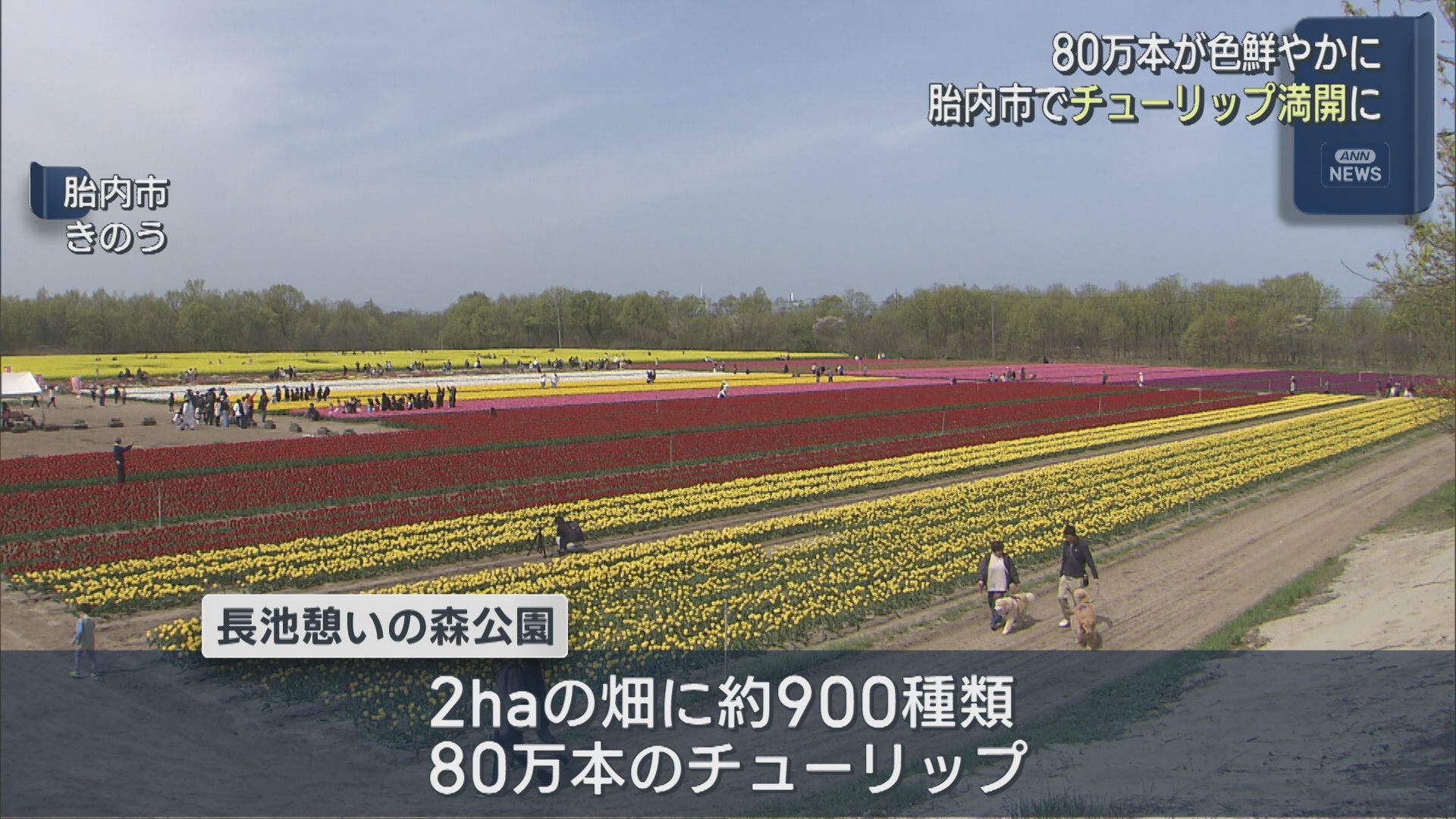 胎内市で約900種類のチューリップ満開に！菜の花畑の迷路も楽しめる【新潟】 2026年04月20日(月)